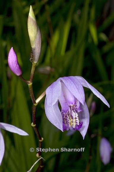 bletilla striata 2 graphic